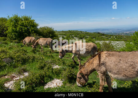 Asino Amiatino, Amiatino Esel grasen auf dem Monte Labbro Equus africanus asinus Stockfoto