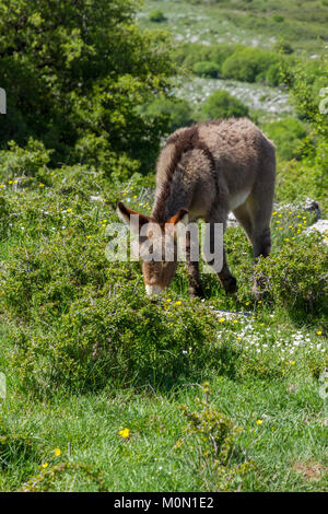 Asino Amiatino, Amiatino Esel grasen auf dem Monte Labbro Equus africanus asinus Stockfoto