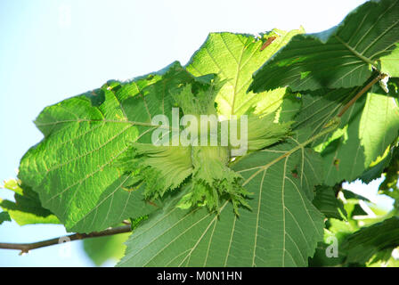 Grün Haselnuss auf dem Baum. Muttern der filbert wächst. Haselnuss Baum, Haselnüsse Bereit zur Abholung. Stockfoto