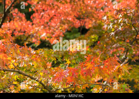 Rote Laub im November, Kyoto, Japan, selektiver Fokus Stockfoto