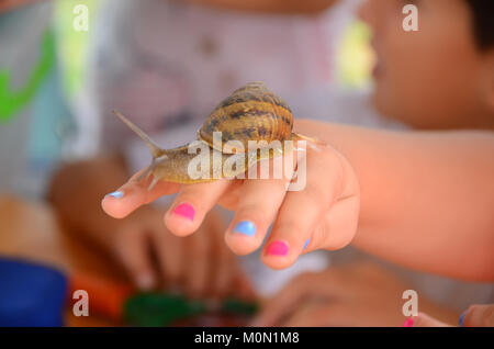 Das Mädchen ist snailing in den Händen. Hält eine Schnecke in den Händen. . Schnecken in seiner Hand. Stockfoto