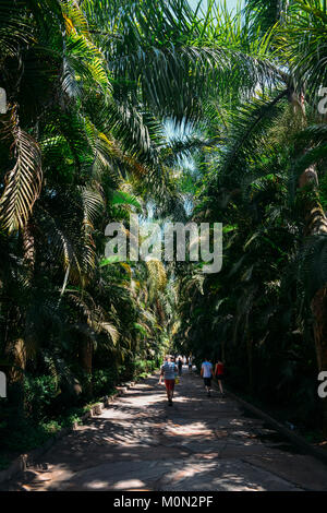 Palm-Tree (arecaceae) gesäumt Eingang Inhotim Institut ist ein Museum für zeitgenössische Kunst und dem Botanischen Garten, Minas Gerais, Brasilien Stockfoto