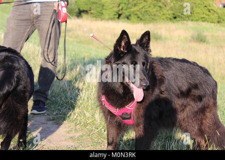 Gerettet weiblichen Belgischer Schäferhund im Sommer abends zu Fuß keuchend Stockfoto