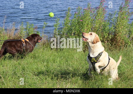 Golden Labrador Aktion schoß Springen für Tennis ball im Sommer Stockfoto