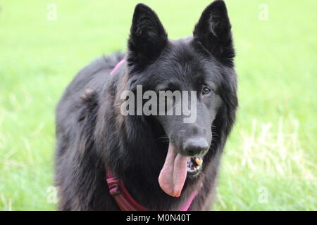 Gerettet weiblichen Belgischen Schäferhund Wandern im Sommer in einem Feld Stockfoto