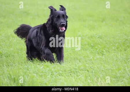 Gerettet Flat Coat retriever genießen das Leben drinnen und draußen Stockfoto