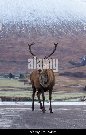 Hirsch stehend auf dem Parkplatz am Loch Tulla Sicht Stockfoto