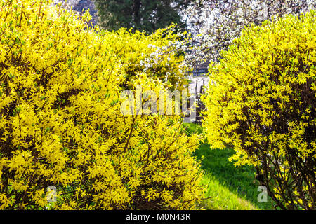 Gelbe Blumen der forsythia Strauch. schöne Natur Hintergrund im Garten auf der sonnigen Frühling Tag Stockfoto