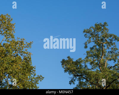 Low Angle View in Oak Tree Tops mit Sky und der Ebene Stockfoto