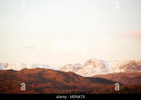 Knäuel Rosa Gänse (Anser brachyrhynchus), über den See und die Berge von Ambleside, Großbritannien fliegen. Stockfoto