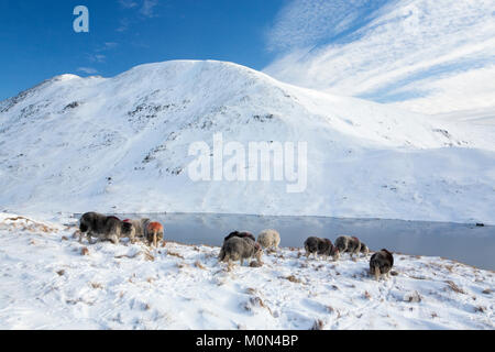 Blick über grisedale Tarn zu Fairfield im Lake District, England mit Herdwick-schafe im Vordergrund. Stockfoto