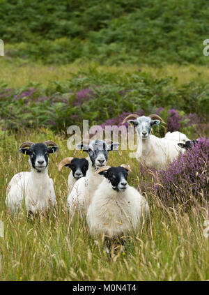 Scottish Blackface Schafe Stockfoto