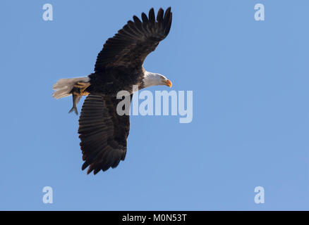 Weißkopfseeadler in blauer Himmel mit Fisch Stockfoto
