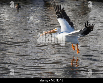 American White Pelican in Des Moines River Fliegen, Iowa Stockfoto