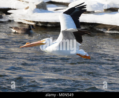 American White Pelican in Des Moines River Fliegen, Iowa Stockfoto