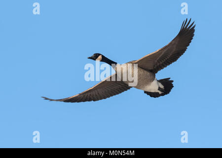 Kanada gans Fliegen in blauer Himmel Stockfoto