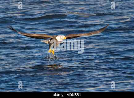Weißkopfseeadler fangen Fische Stockfoto