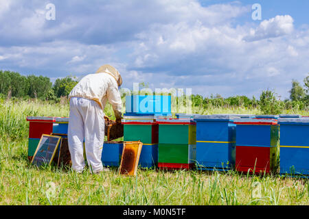 Imker ist, aus der Wabe auf Holzrahmen Situation im Bienenvolk zu steuern. Stockfoto