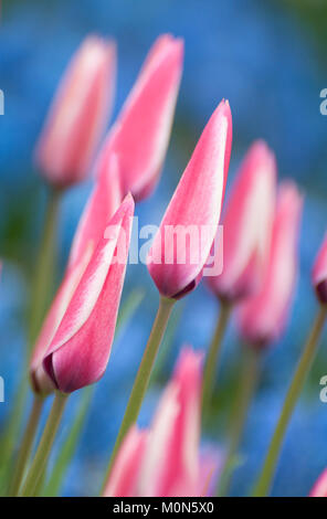 Tulpen - Tulpen, Tulipa 'Peppermint Stick' Stockfoto