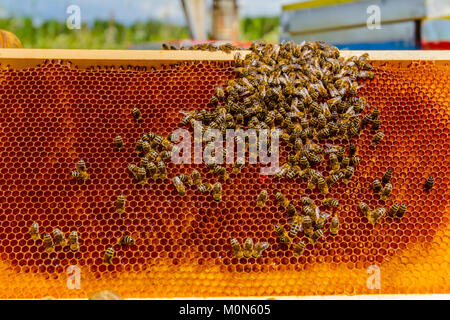 Imker hält Holzrahmen mit Wabe und Bienen Situation im Bienenvolk zu steuern. Stockfoto