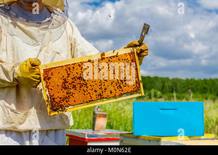 Imker hält sich geschlossen Wabe voll mit Honig auf Holzrahmen. Stockfoto