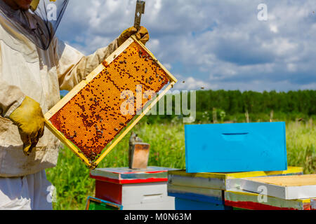 Imker hält sich geschlossen Wabe voll mit Honig auf Holzrahmen. Stockfoto