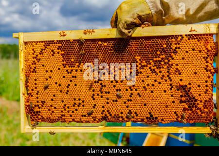 Imker hält sich geschlossen Wabe voll mit Honig auf Holzrahmen. Stockfoto