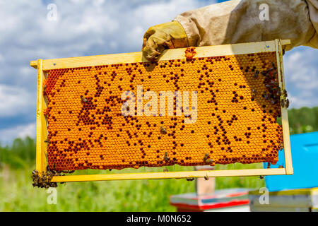 Imker hält sich geschlossen Wabe voll mit Honig auf Holzrahmen. Stockfoto