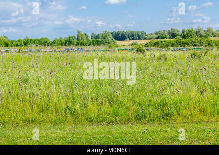 Bunte Wiese mit verschiedenen Kräutern an einem sonnigen Tag. Reihe von bienenstöcken im Hintergrund. Stockfoto