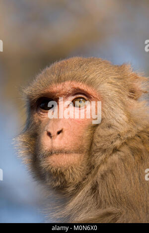 Rhesus Makaken (Macaca mulatta) monkey Closeup Portrait Stockfoto