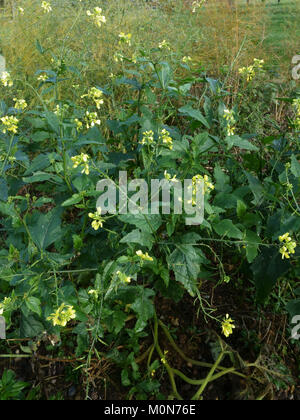 Senf, Sinapis arvensis, Pflanzen in Blüte im frühen Winter, November, Berkshire Stockfoto