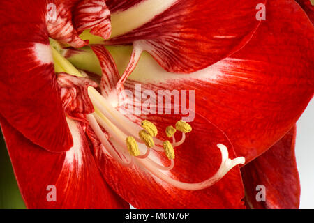Roten und weißen Blumen aus großen Lampe von Amaryllis Exotische gestreifte Hippeastrum, an Weihnachten Stockfoto