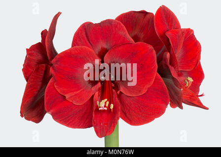 Tief roten Blüten von großen Lampe von Amaryllis, Hippeastrum spp, an Weihnachten Stockfoto