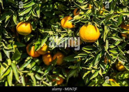 Reife saftige orange mandarin auf einem Baum Stockfoto