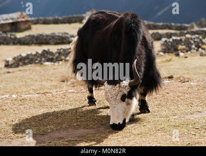 Das ländliche Leben in Nepal: Yak und Highland Village in Himalaya Stockfoto