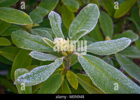 Frost Kristalle im frühen Winter wächst auf einem Rhododendron Anlage. Stockfoto