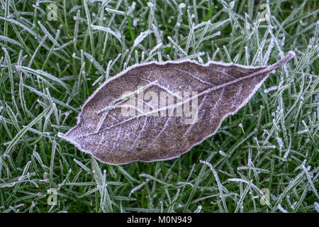 Frost Kristalle in den frühen Morgen im Winter wachsen auf toten Blattes. Stockfoto