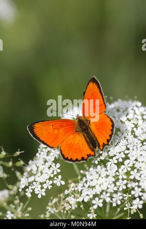 Knappe Kupfer Lycaena virgaureae, Schmetterling, Stockfoto