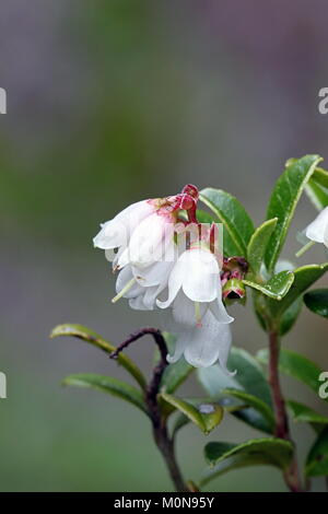 Preiselbeere Blumen, Vaccinium vitis-idaea Stockfoto