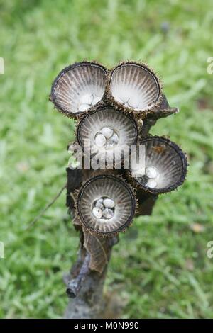 Geriffelte Vogel Nest Pilz, Cyathus striatus Stockfoto