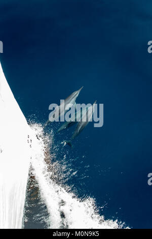Spinner Delfin (Stenella longirostris) springen und in den nächsten zum Boot für Spaß Stockfoto