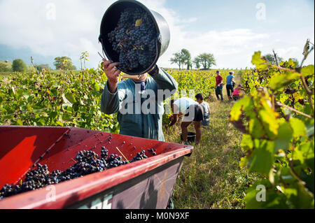 Saint-Pierre d'Albigny (Savoy, Mittel- und Osteuropa Frankreich): biodynamischen Weinbau, hand Ernten in einem Gamay Plot. Weinleser Trauben Stockfoto