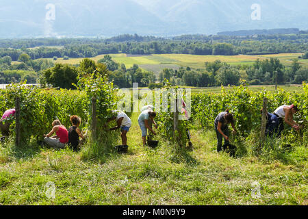 Saint-Pierre d'Albigny (Savoy, Mittel- und Osteuropa Frankreich): biodynamischen Weinbau, hand Ernten in einem Gamay Plot. Weinleser arbeiten in der Mitte Stockfoto