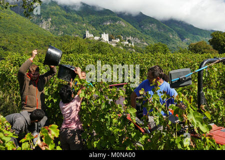 Saint-Pierre d'Albigny (Savoy, Mittel- und Osteuropa Frankreich): biodynamischen Weinbau, hand Ernten in einem Gamay Plot. Weinleser arbeiten in der Mitte Stockfoto