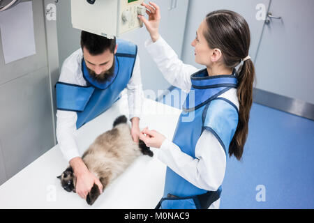 Tierärzte in X-ray Zimmer mit einer Katze Stockfoto