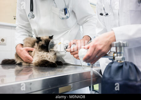 Tierarzt prüfen cat für Symptome der Krankheit in Tierarzt Klinik Stockfoto