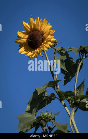 Sonnenblume vor blauem Himmel im Herbst Stockfoto