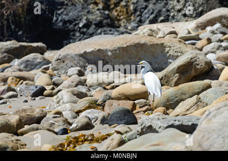 Ein snowy egret (Egretta thula) Jagd unter den Felsen auf La Piedra State Beach, Malibu, Kalifornien Stockfoto