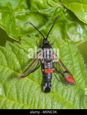 Rot - gespitzt Clearwing Motte (Synanthedon formicaeformis) Dorsalansicht der Probe auf ein Blatt im Lebensraum Moor. Cappamurra Bog, Tipperary, Irland. Stockfoto