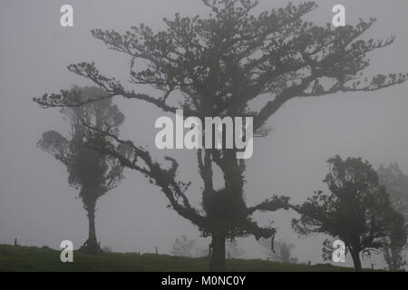 Nebel auf dem Vulkan Poas. Parque Nacional Volcan Poas. Costa Rica, Alajuela Provinz, Vulkan Poas. Stockfoto